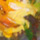 Yellow Rose by Tae Hee Kim